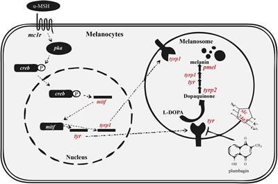 Phylogenetic Analysis of Core Melanin Synthesis Genes Provides Novel Insights Into the Molecular Basis of Albinism in Fish